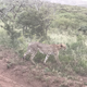 Illustration for article titled The End of the Safari and on to Cape Town